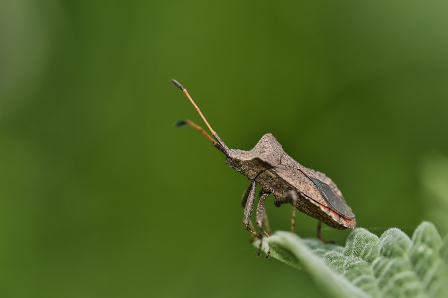 Same Day Exterminator Toronto: Quick Pest Control Solutions exterminator Toronto