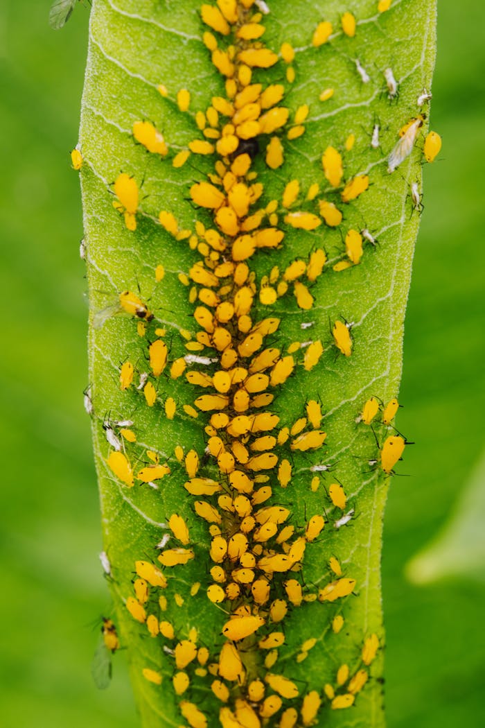 Macro photo capturing a dense colony of yellow aphids feeding on a green leaf in summer, showcasing plant pest behavior.