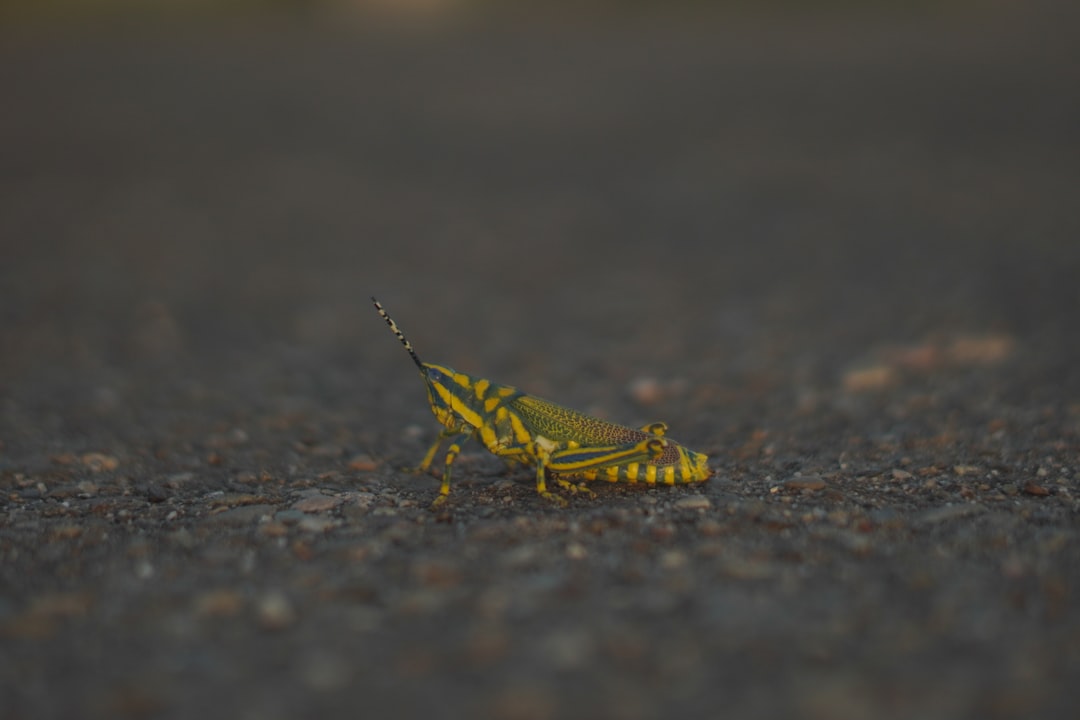 Photo exterminator Toronto