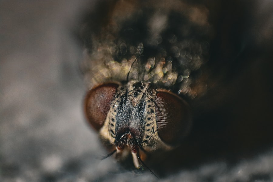 Same Day Exterminator Toronto: Quick Pest Control Solutions Photo exterminator Toronto